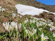 Festa di crocus e camosci sui sentieri per la FORCELLA ROSSA da San Simone-Baita Camoscio – 15magg25 - FOTOGALLERY